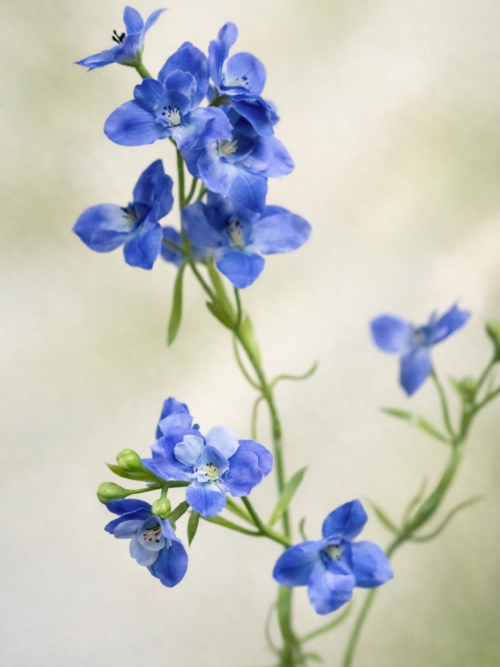 zijden-bloem-Larkspur-Blue