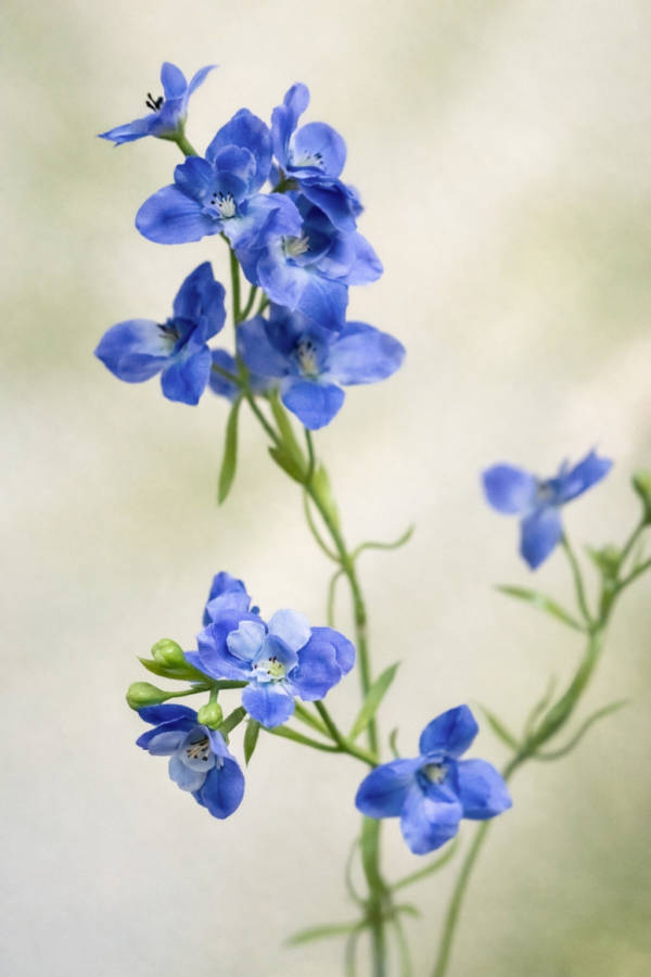 zijden-bloem-Larkspur-Blue