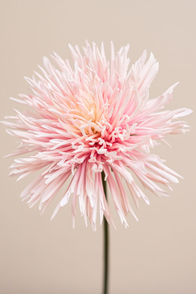 Chrysant-Licht-Roze-kunstplant