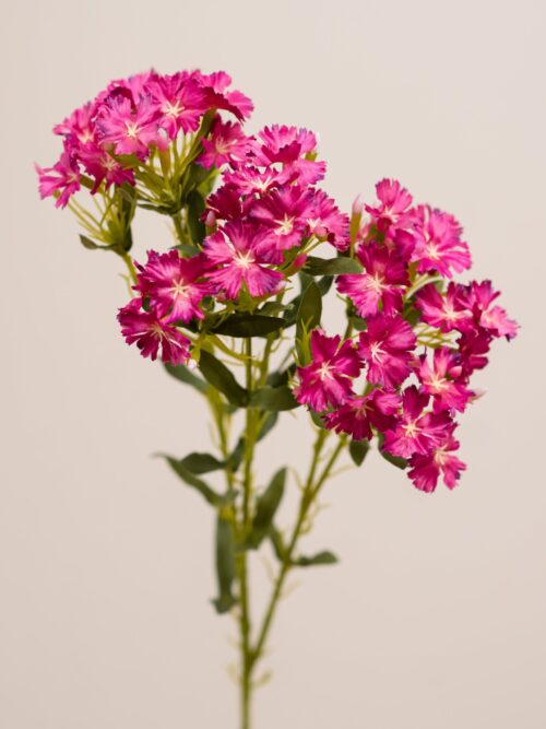 zijden-bloem-Royal-Dianthus