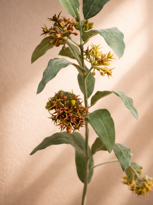 Zijdeplant-Asclepias-large