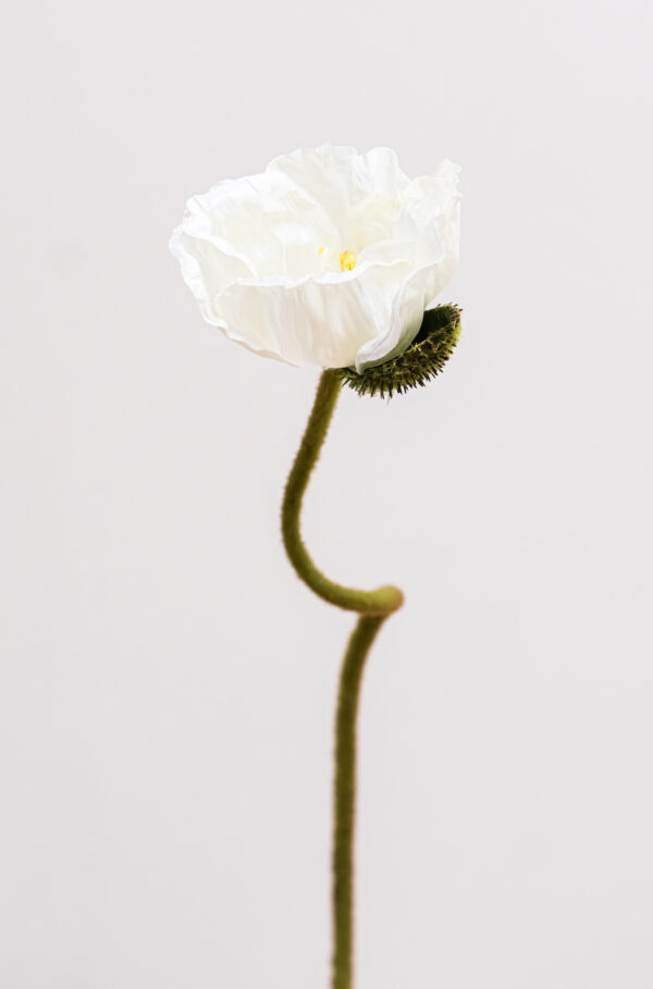 Papaver-white-bloemen-bestellen-online