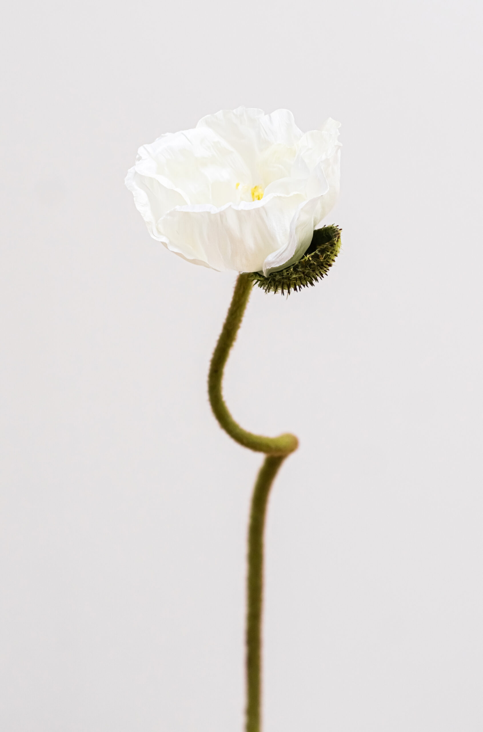 Papaver-white-bloemen-bestellen-online
