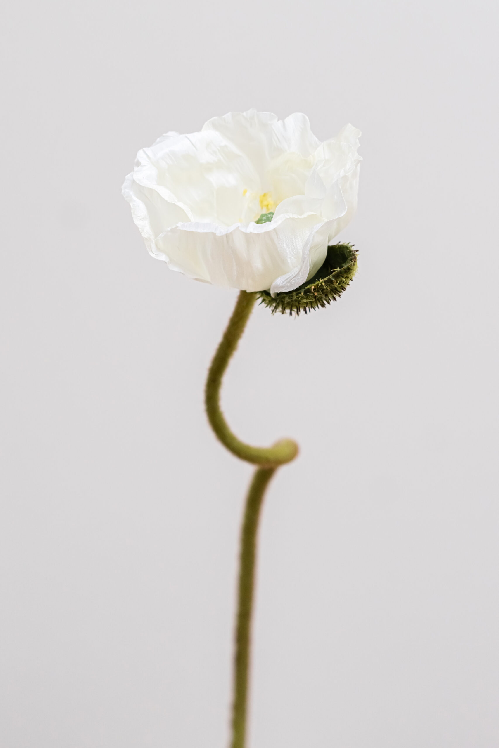 Papaver-white-bloemen-bestellen-online