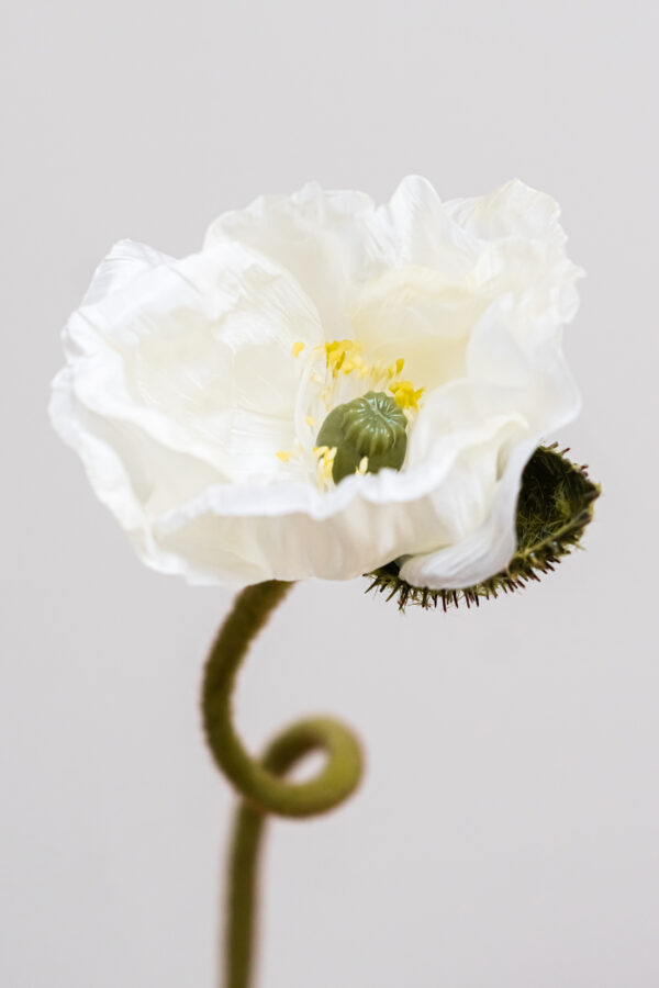Papaver-white-bloemen-bestellen-online