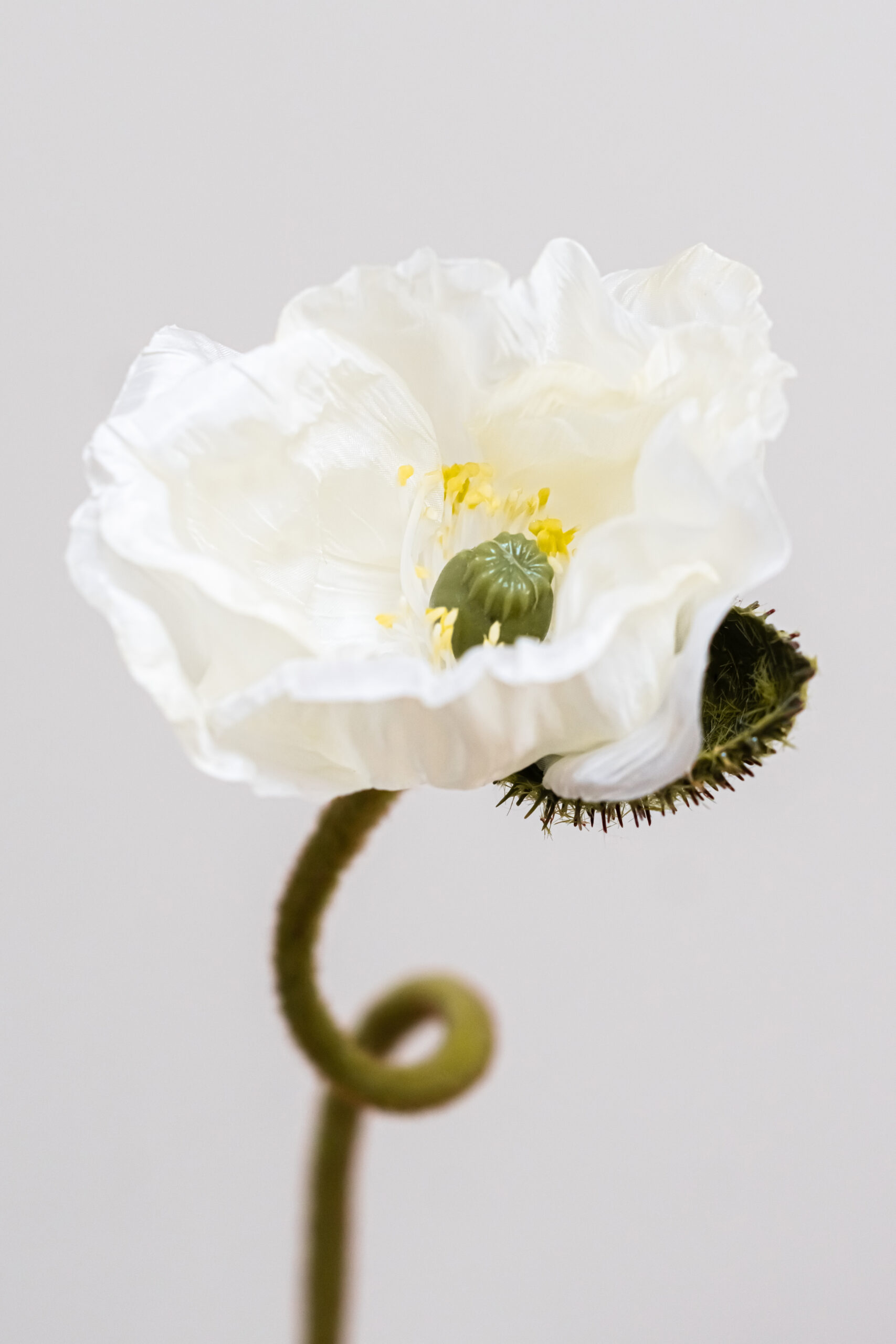Papaver-white-bloemen-bestellen-online