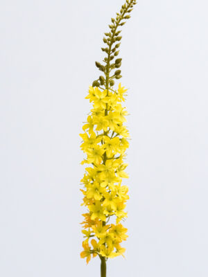 Eremerus Yellow-veldboeket