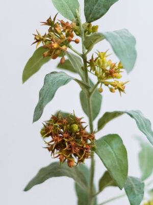 Zijdeplant-Asclepias-large