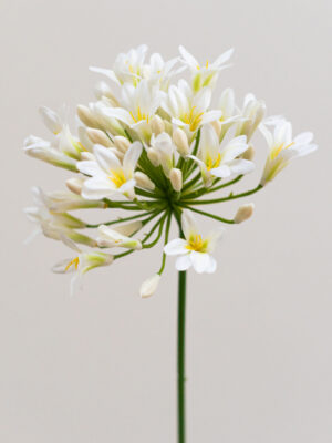 Agapanthus-wit-kunst-bloem