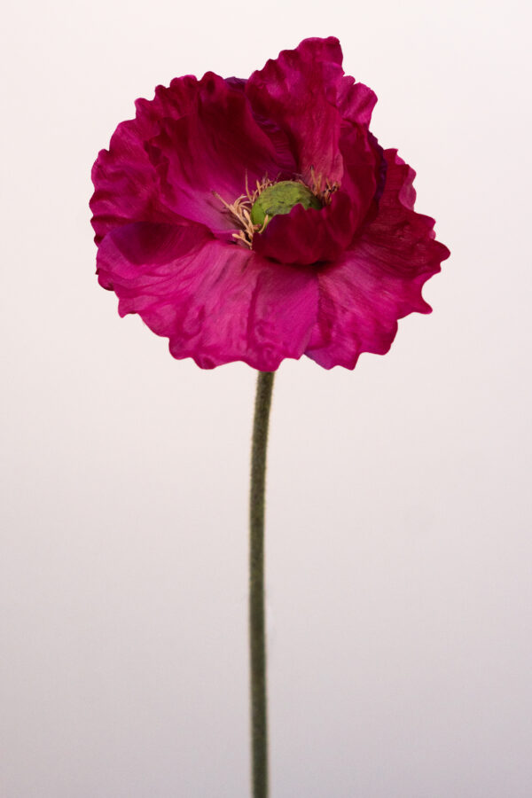 Silk-flower-Papaver-big-pink