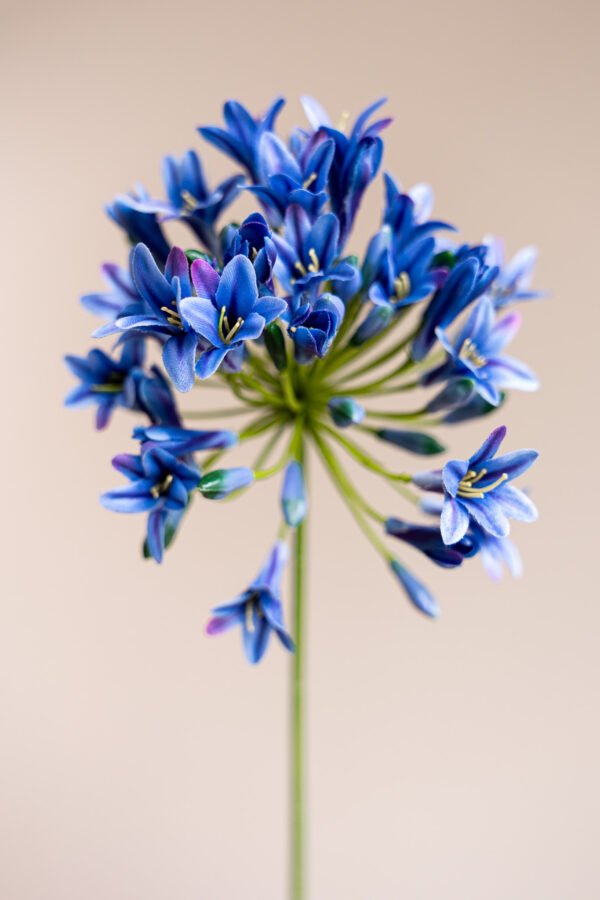 Zijden bloem - Agapanthus Blue