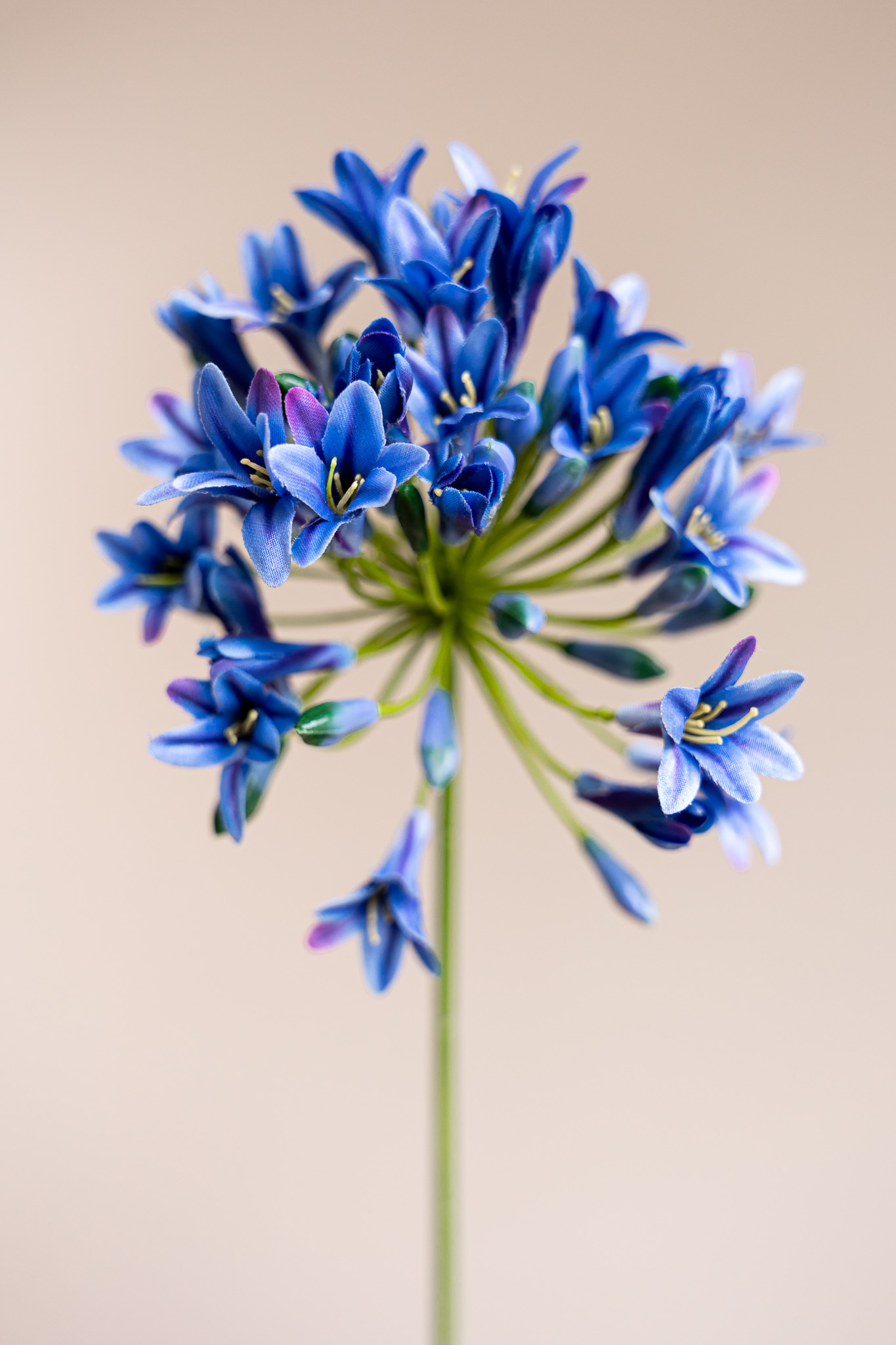 Zijden bloem - Agapanthus Blue