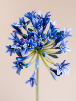 Zijden bloem - Agapanthus Blue