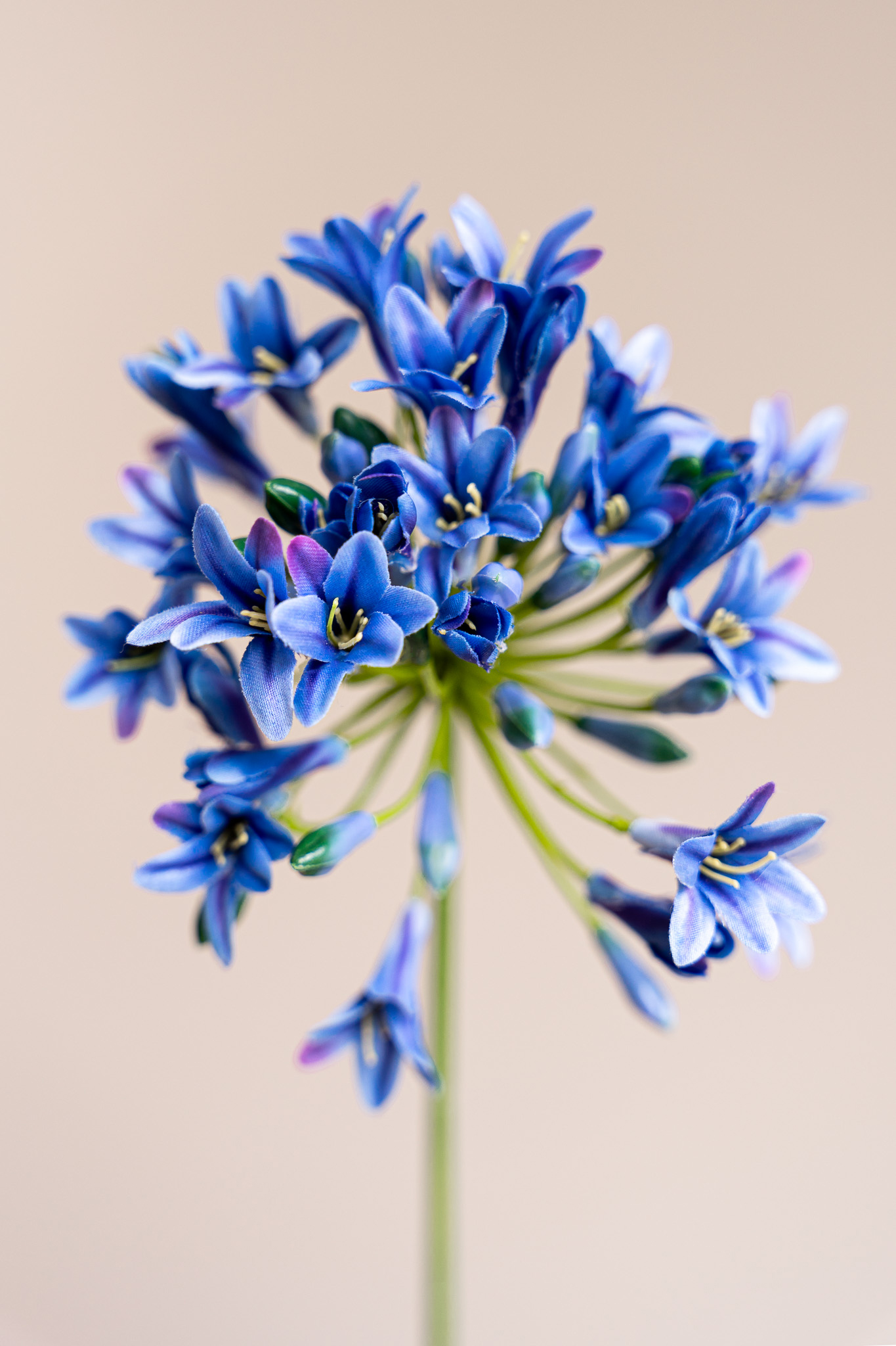Zijden bloem - Agapanthus Blue
