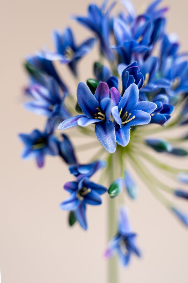 Zijden bloem - Agapanthus Blue