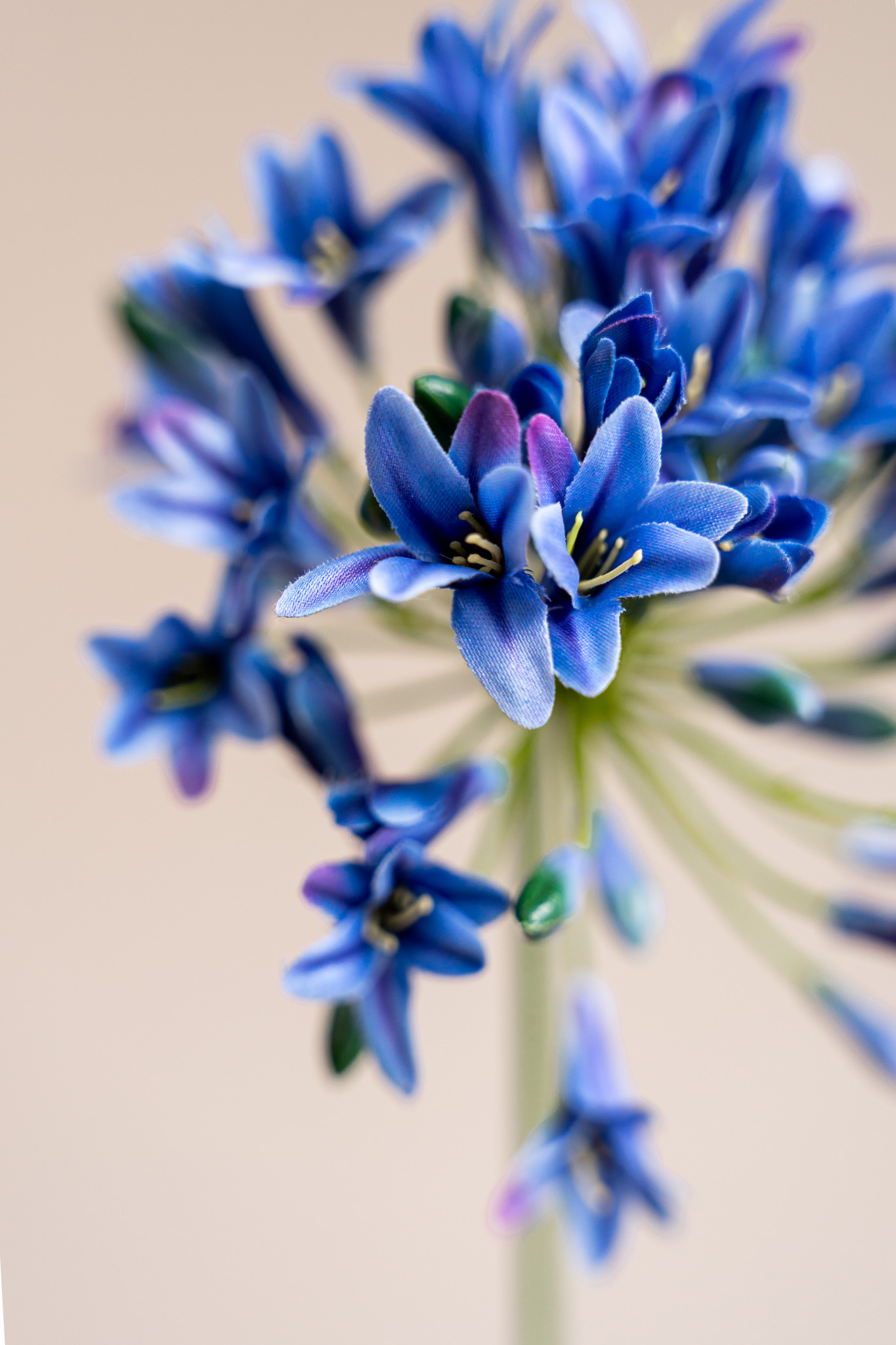 Zijden bloem - Agapanthus Blue