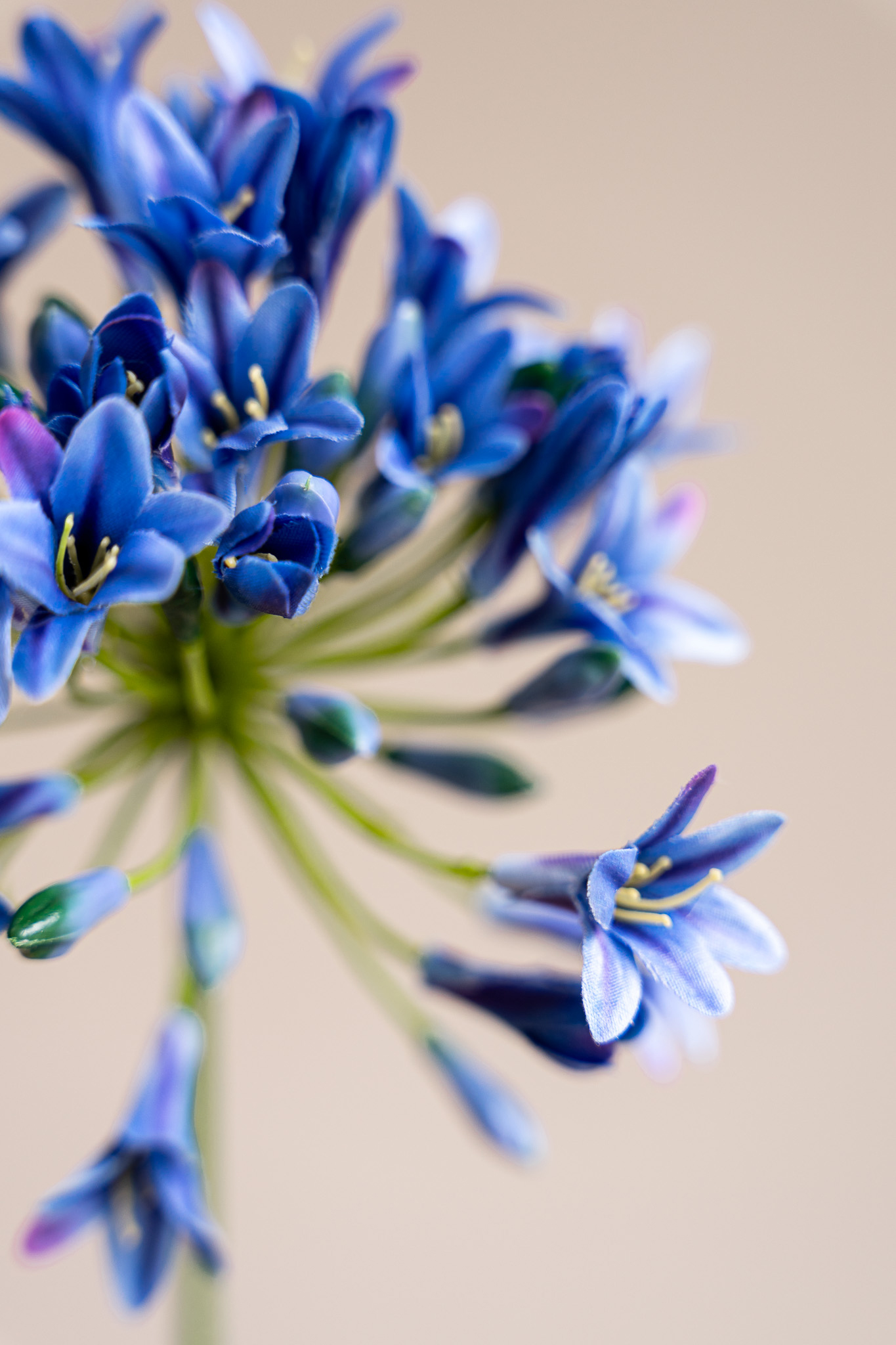 Zijden bloem - Agapanthus Blue