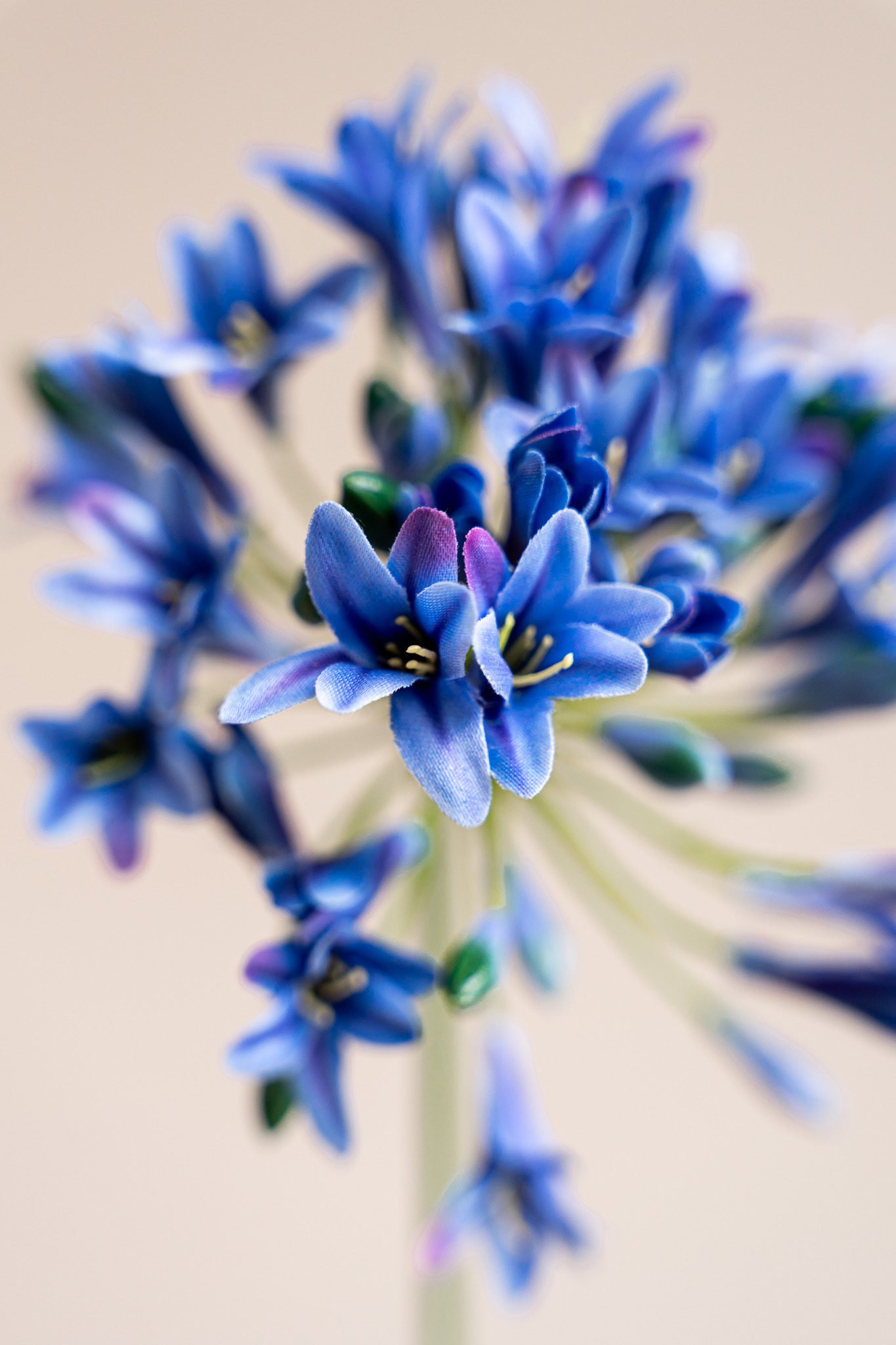 Zijden bloem - Agapanthus Blue