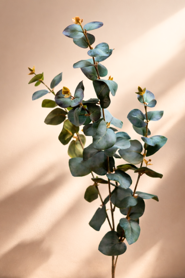 Eucalyptus-zijden-tak