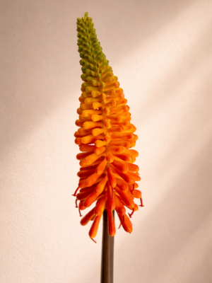 Zijden bloem - Kniphofia Orange