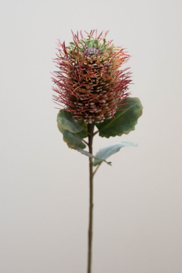 Hybrid-Leucospermum roze-rood-silkflower