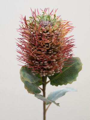 Hybrid-Leucospermum roze-rood-silkflower