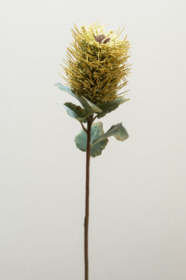 Hybrid-Leucospermum Groen-silkflower