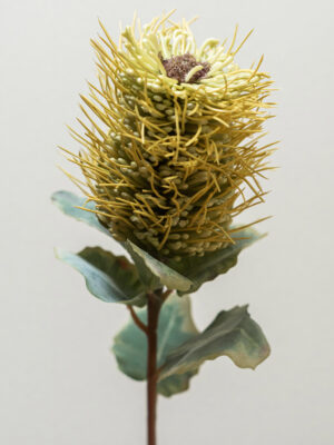 Hybrid-Leucospermum Groen-silkflower