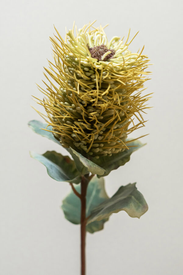 Hybrid-Leucospermum Groen-silkflower