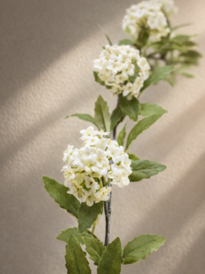 Zijden bloem - Viburnum White