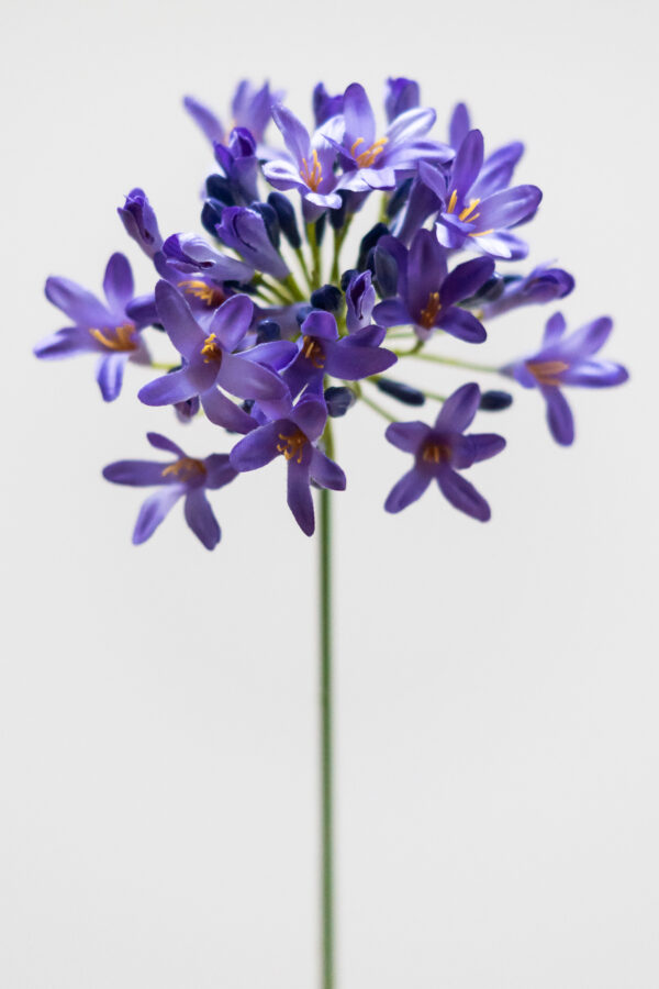 Zijden bloem - Agapanthus Purple