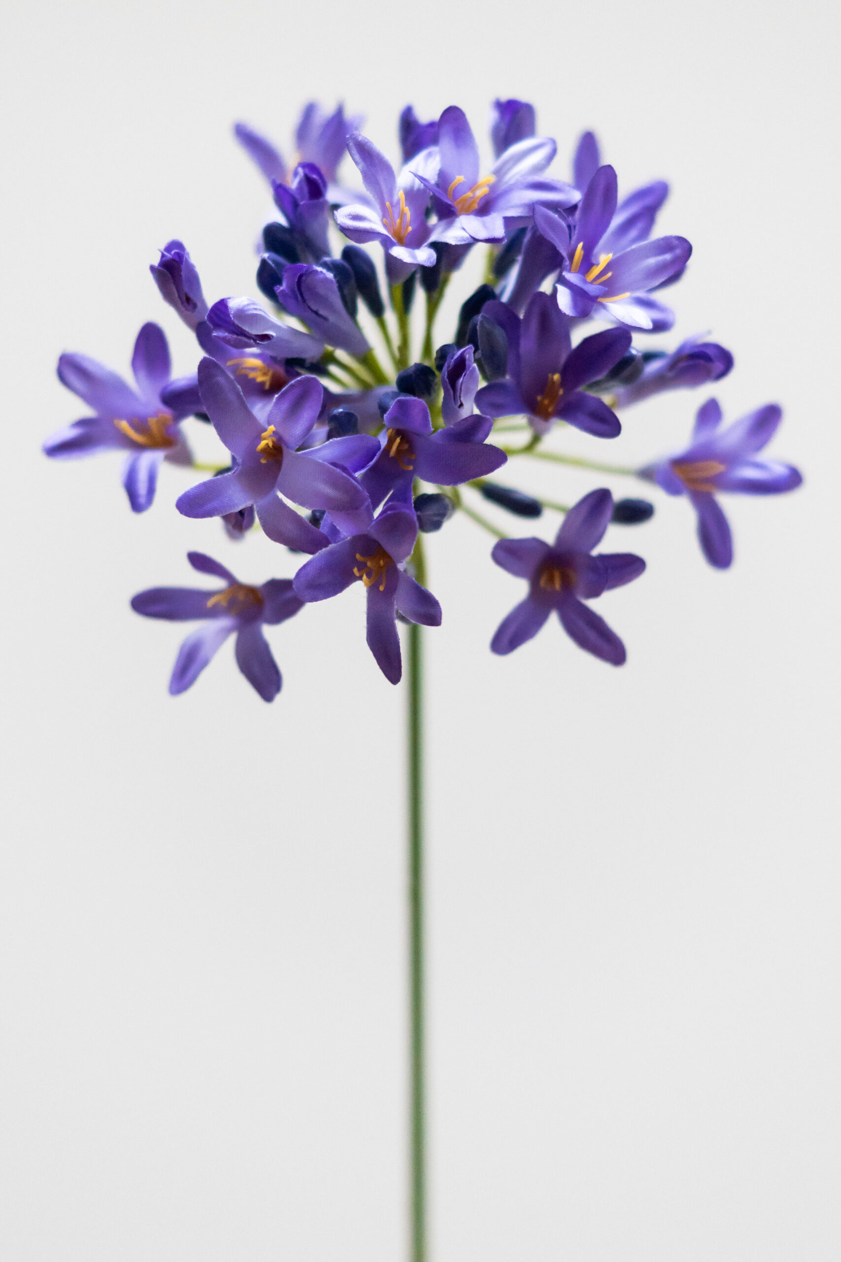 Zijden bloem - Agapanthus Purple