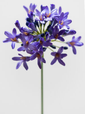 Zijden bloem - Agapanthus Purple