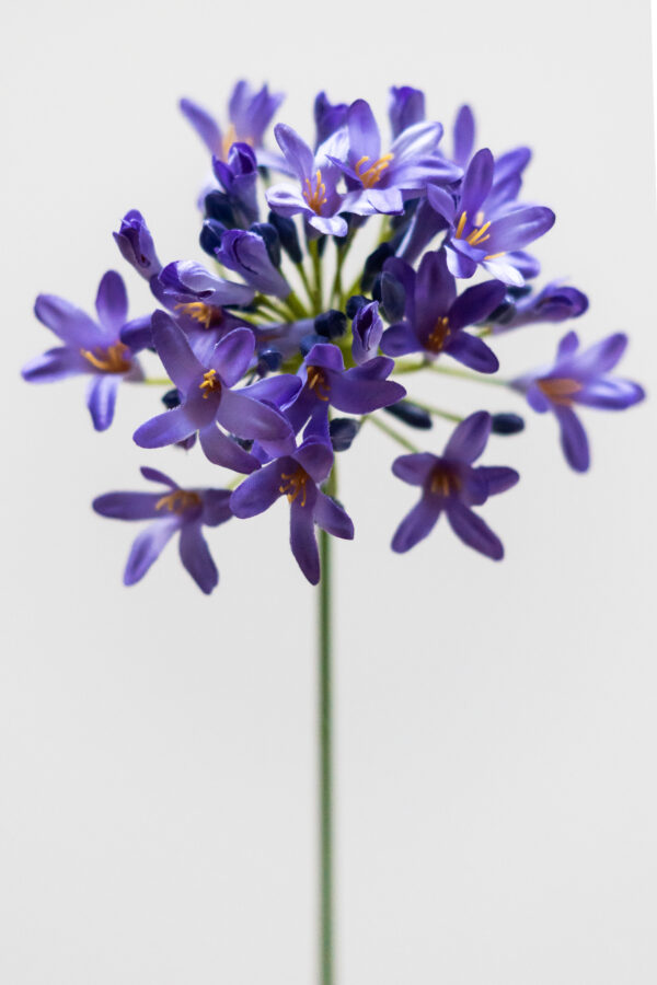 Zijden bloem - Agapanthus Purple