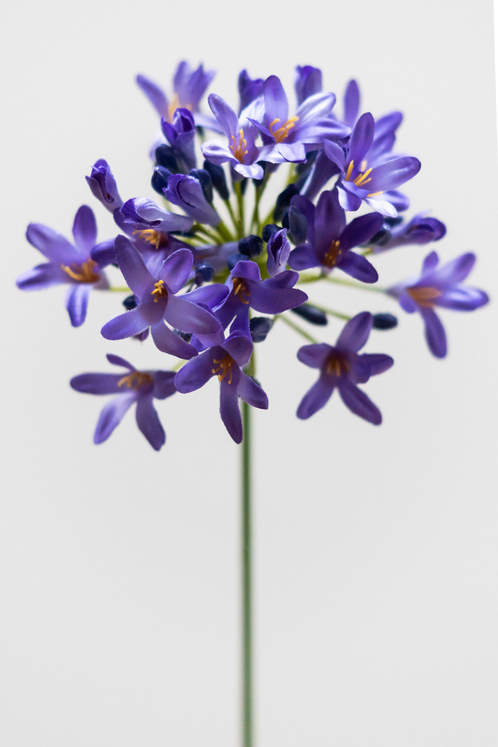 Zijden bloem - Agapanthus Purple