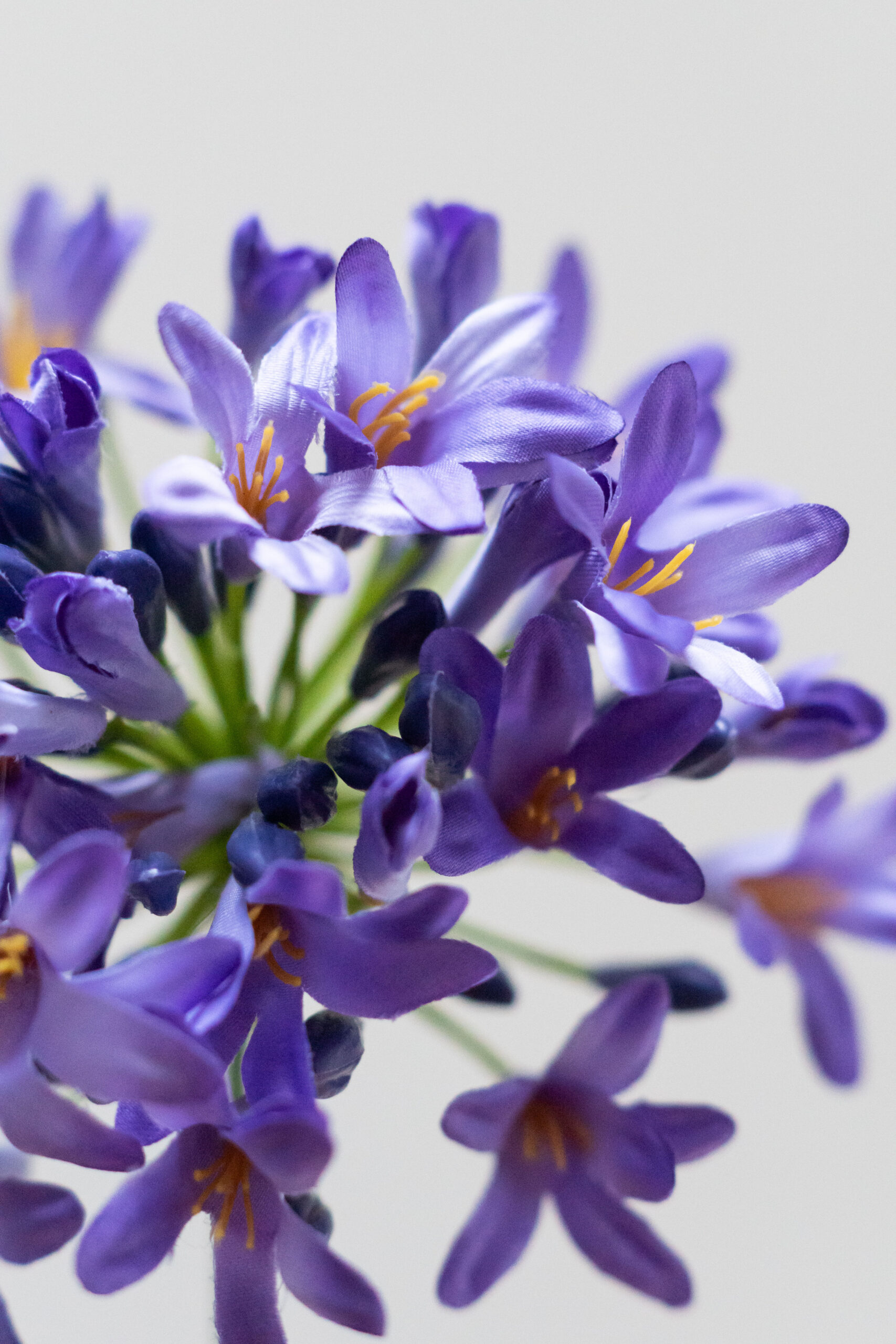 Zijden bloem - Agapanthus Purple