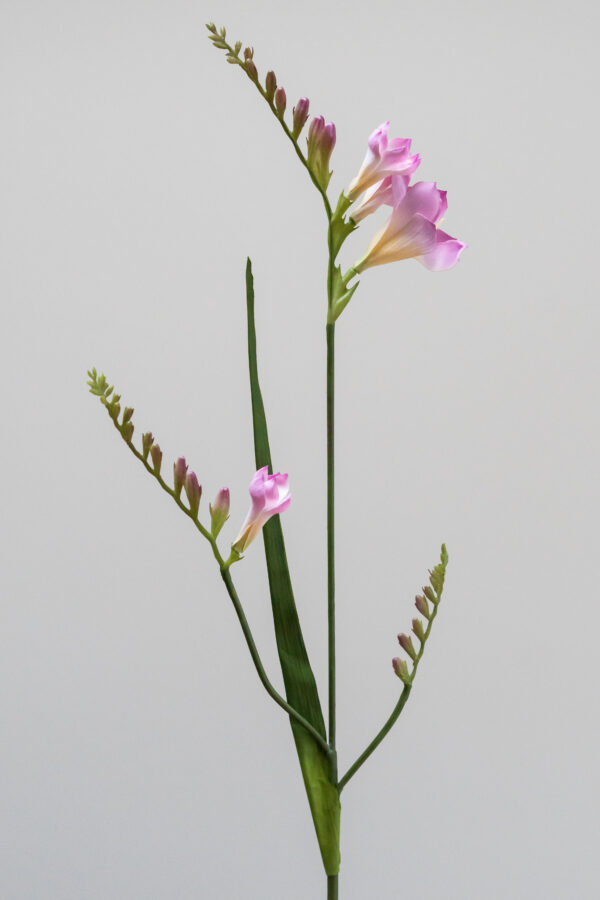 Zijden bloem - Freesia Pink