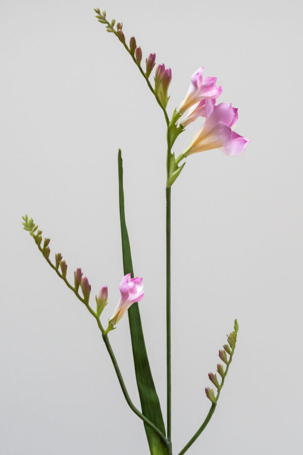 Zijden bloem - Freesia Pink