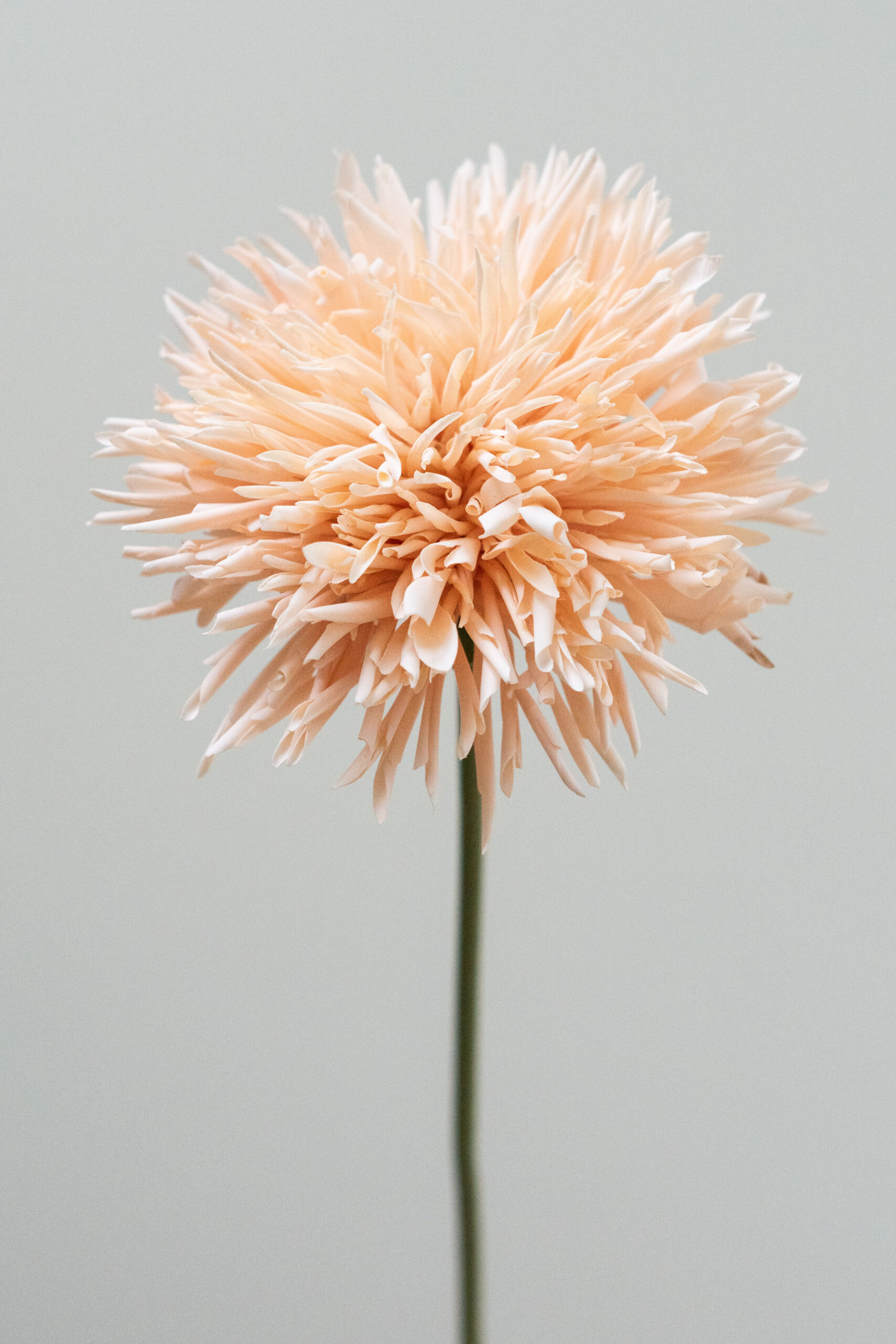 Zijden bloem - Chrysant Peach