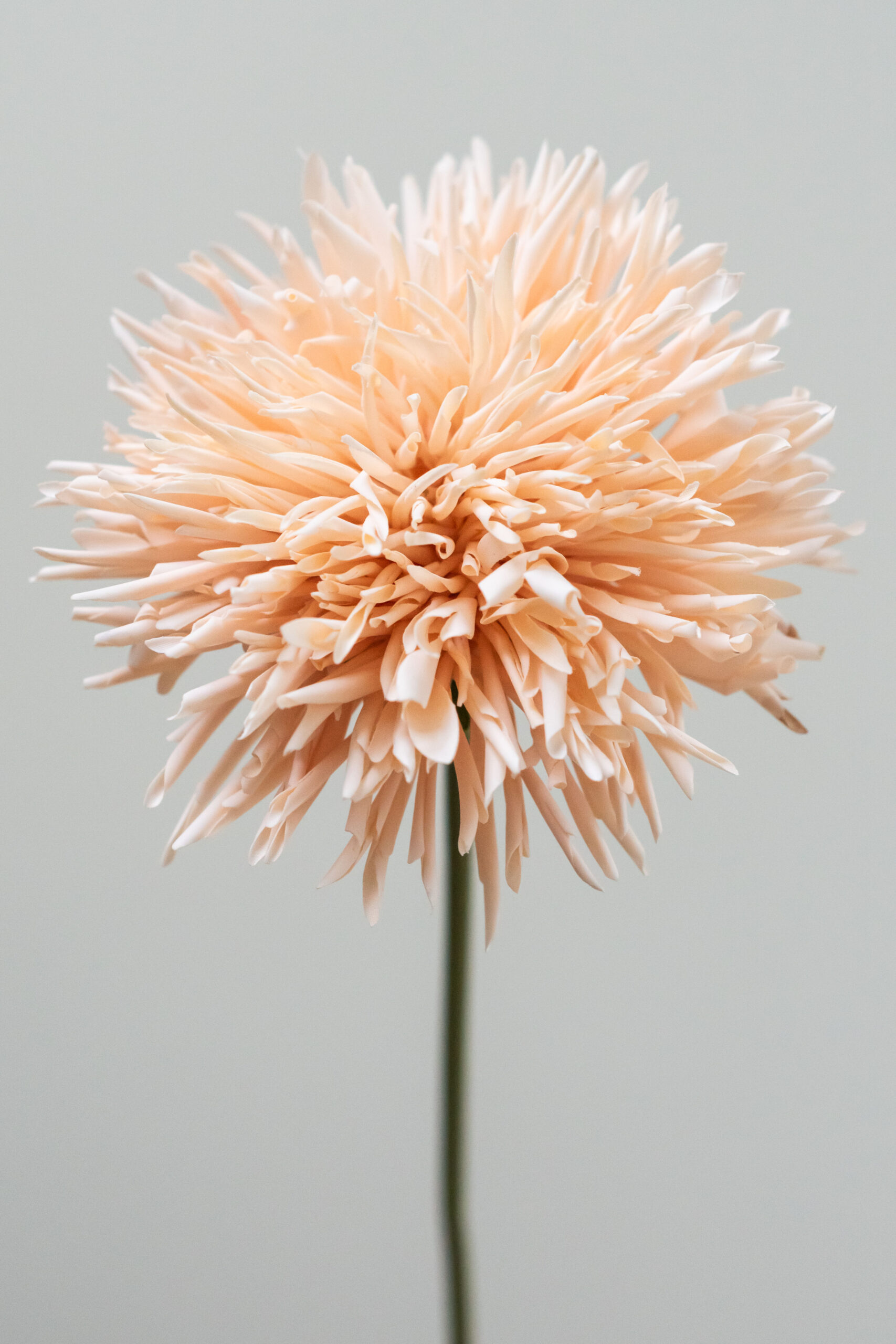 Zijden bloem - Chrysant Peach