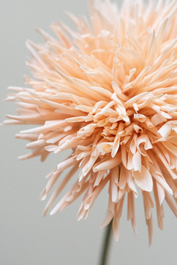 Zijden bloem - Chrysant Peach