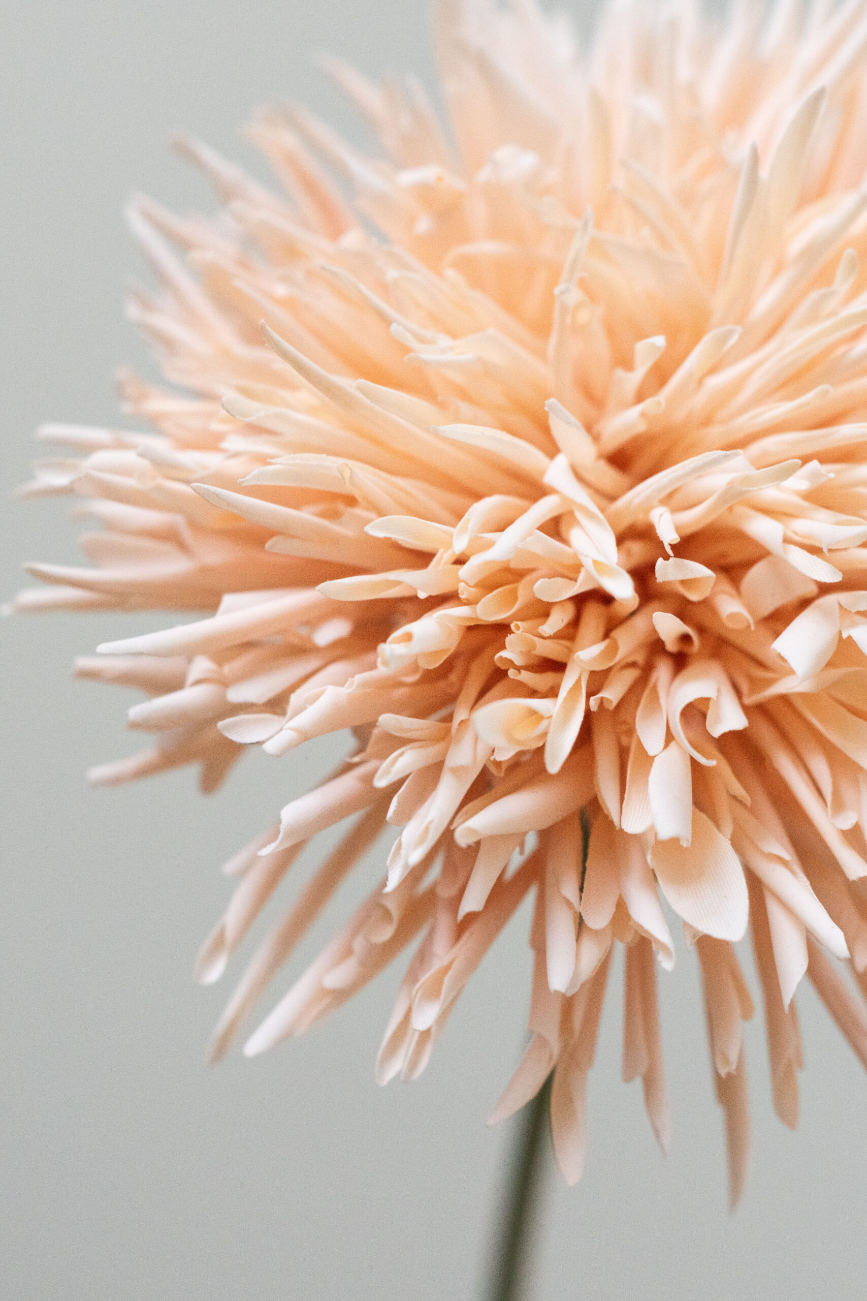 Zijden bloem - Chrysant Peach