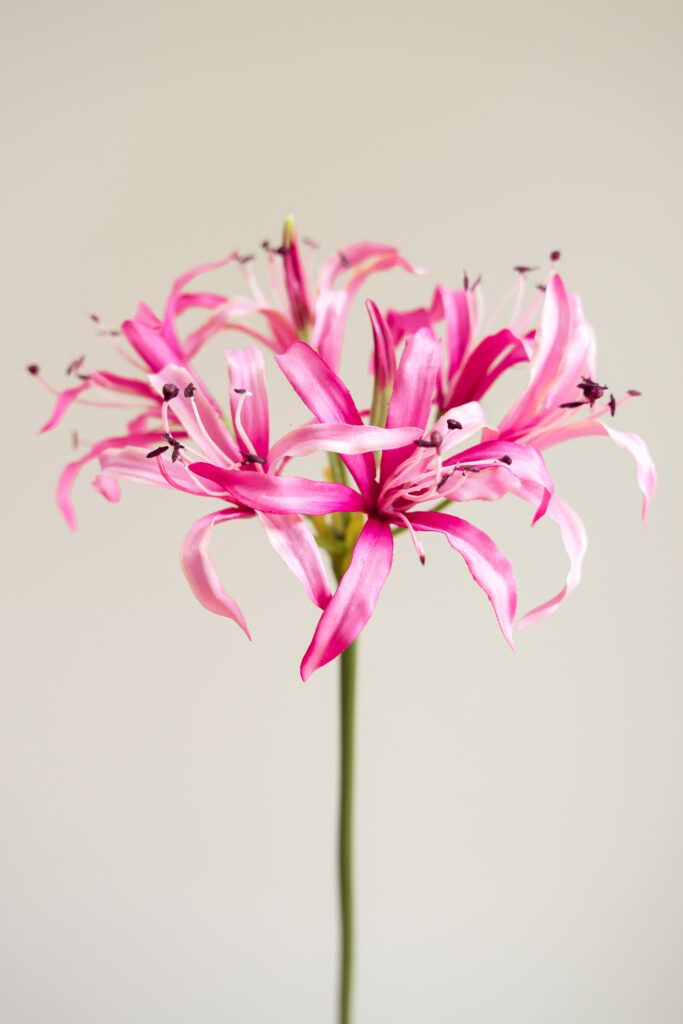 Zijden bloem - Nerine Licht Roze