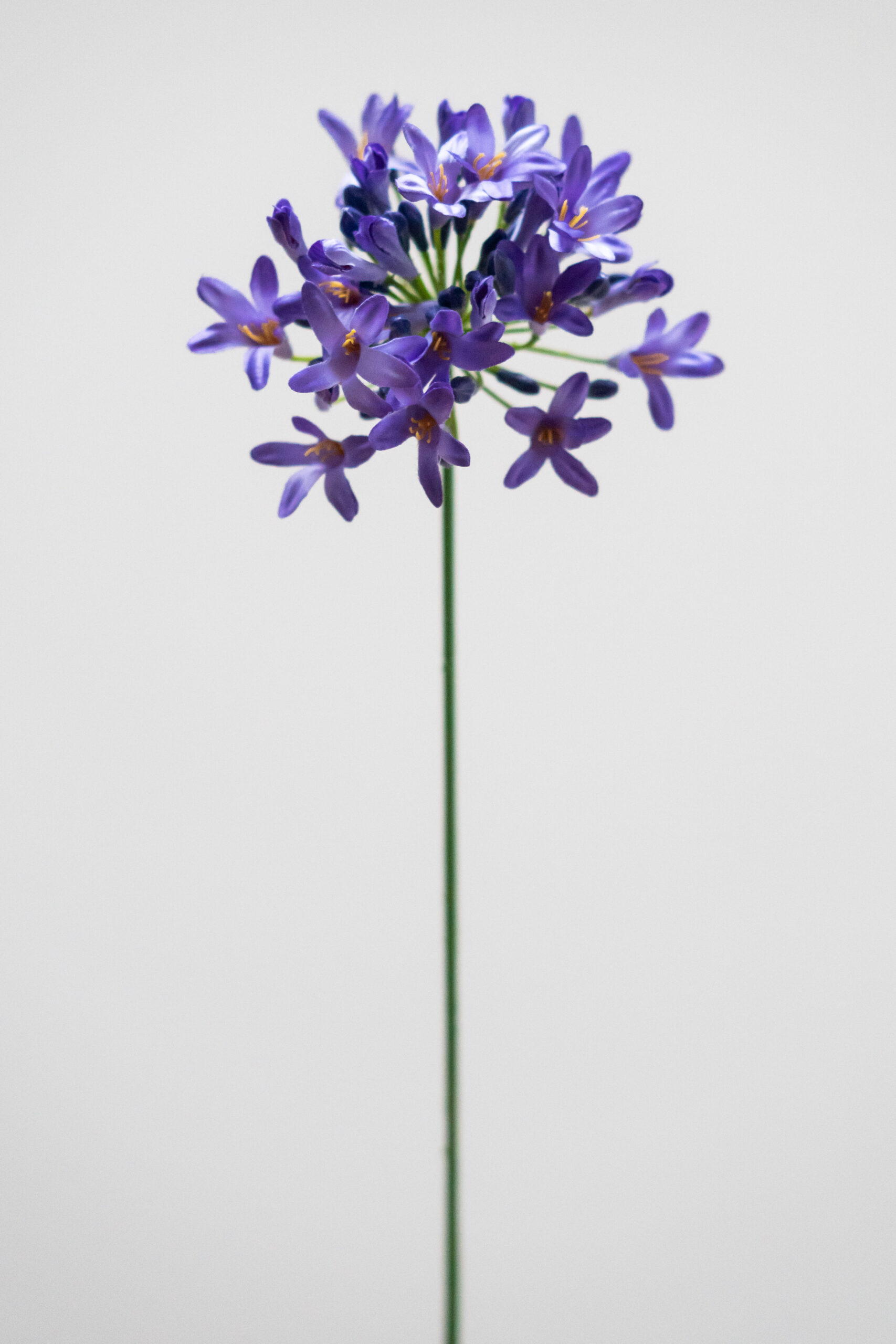 Zijden bloem - Agapanthus Purple