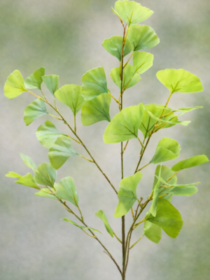 Zijden bloem - Ginkgo Blad