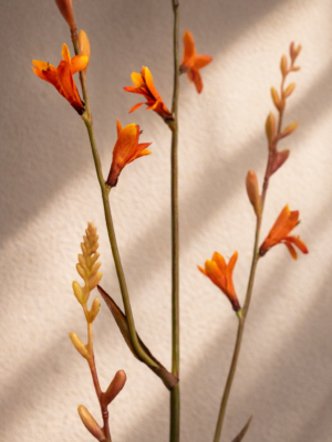 Zijden bloem - Crocosmia Oranje