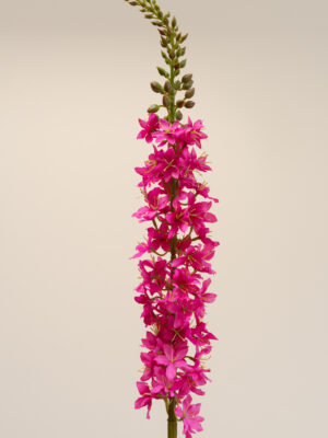 Zijden bloem - Eremerus Pink