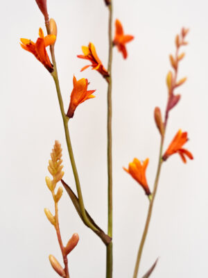 Zijden bloem - Crocosmia Oranje