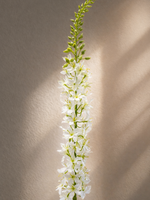 Zijden bloem - Eremerus White