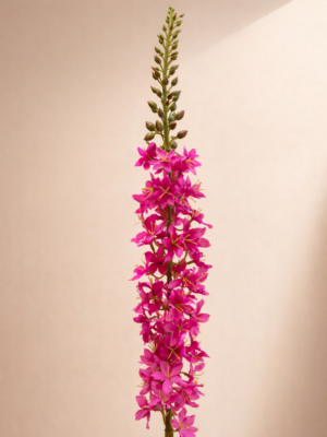 Zijden bloem - Eremerus Pink